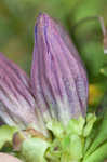 Bottle gentian